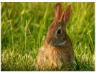 属兔最配的属相是什么